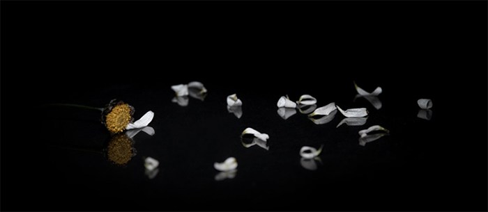 CELOS / Adelina&nbsp;GN