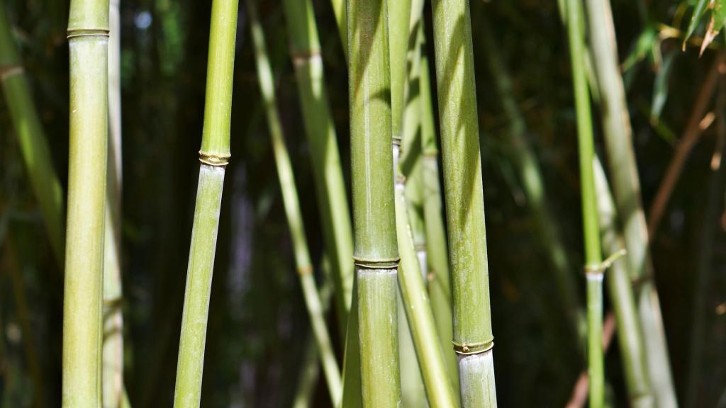 Mantra − Daniel Olivares&nbsp;Viniegra