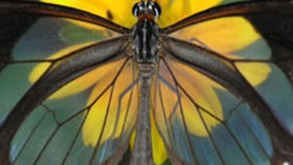 Antipoema con alas… –Daniel Olivares&nbsp;Viniegra–