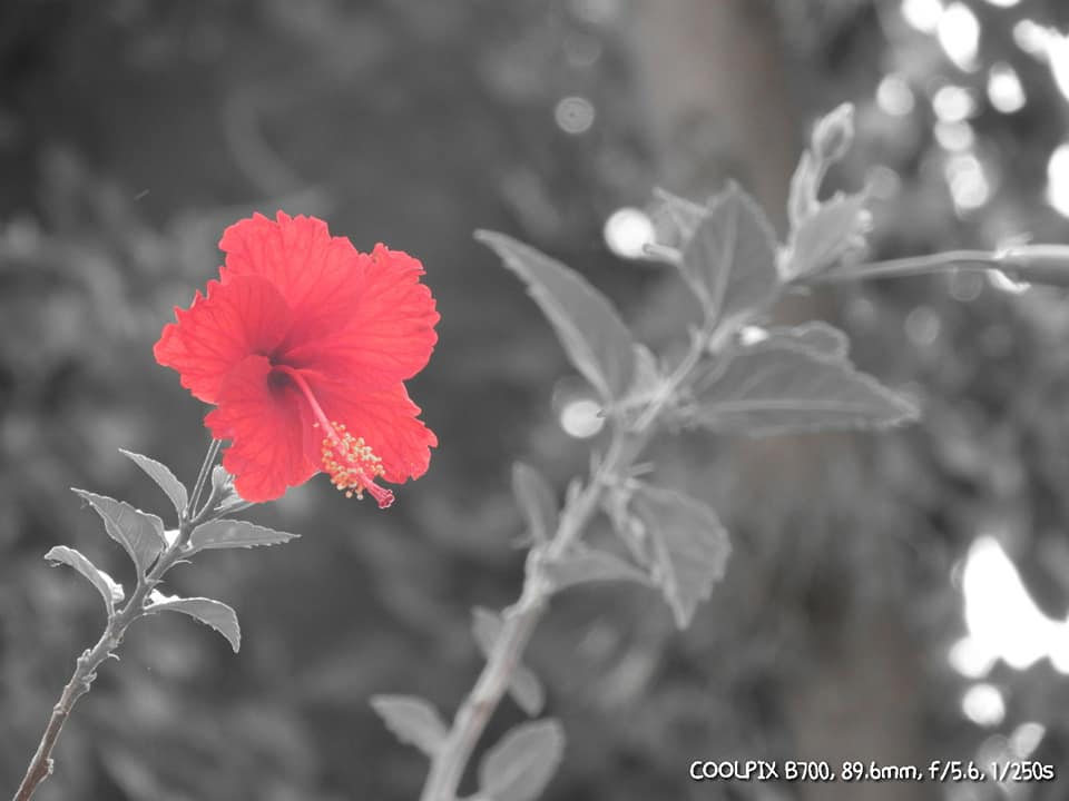 Un acto de sincera justicia * Susana&nbsp;Argueta