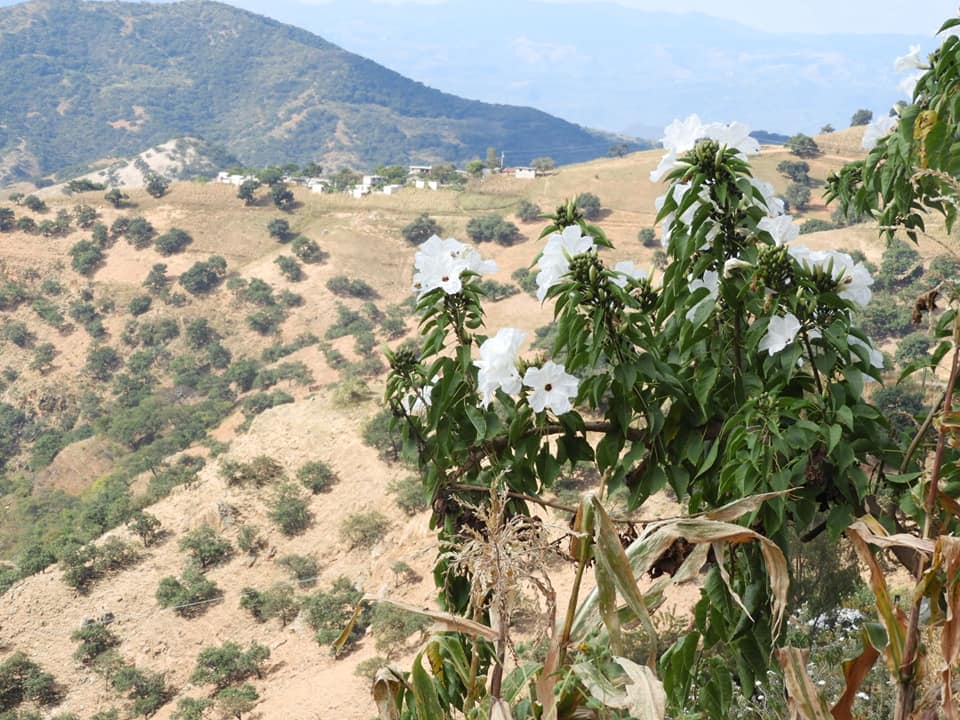 Poesía Viajera. País de las Nubes, Mixteca Oaxaqueña  – Susana&nbsp;Argueta