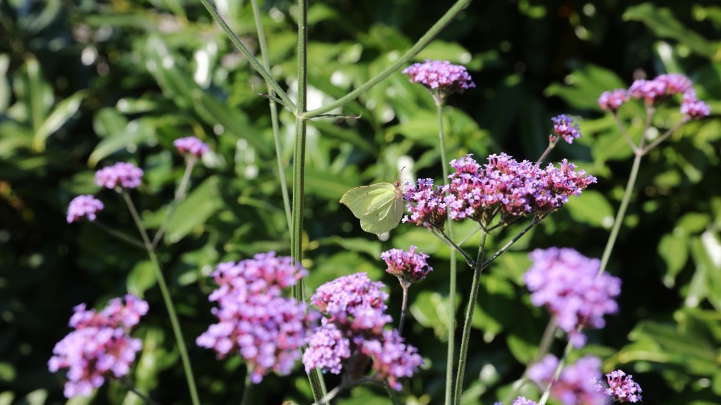 Naciente y luciente flor –Daniel Olivares&nbsp;Viniegra–