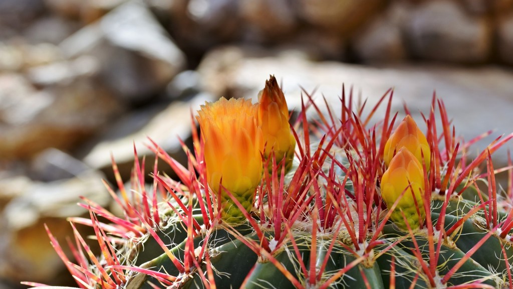 Flor de cristal –Daniel Olivares&nbsp;Viniegra–