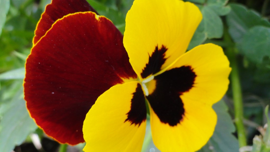 Discordante * Susana&nbsp;Argueta