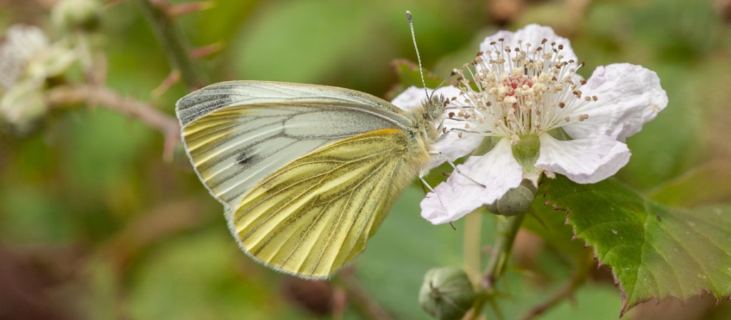 PRINCIPIOS / Adelina GN