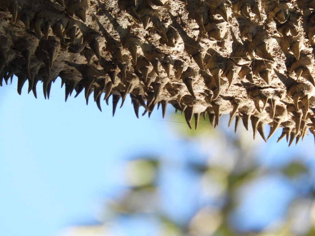 El grito * Susana&nbsp;Argueta