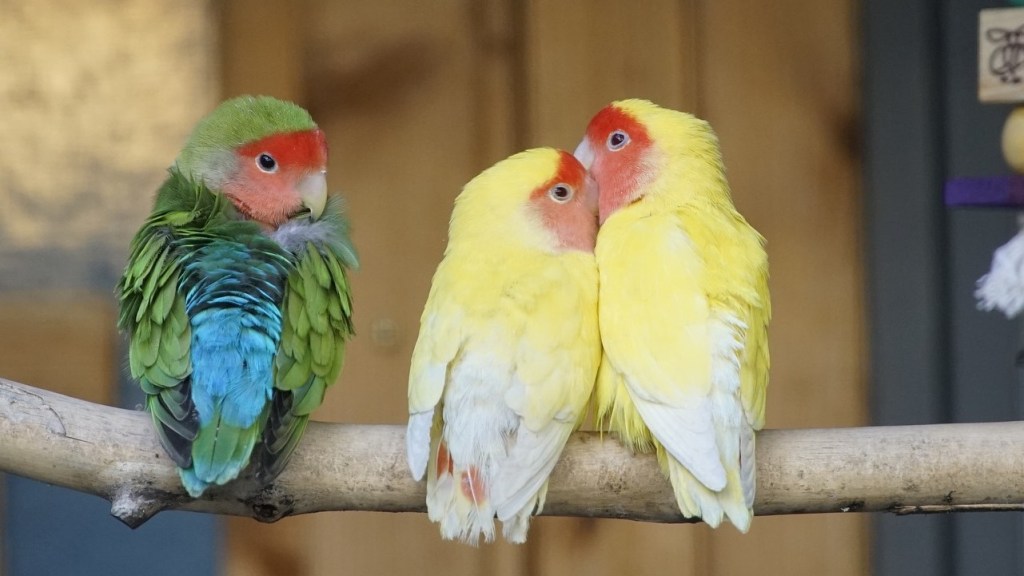 Amor de ventanita – Daniel Olivares Viniegra