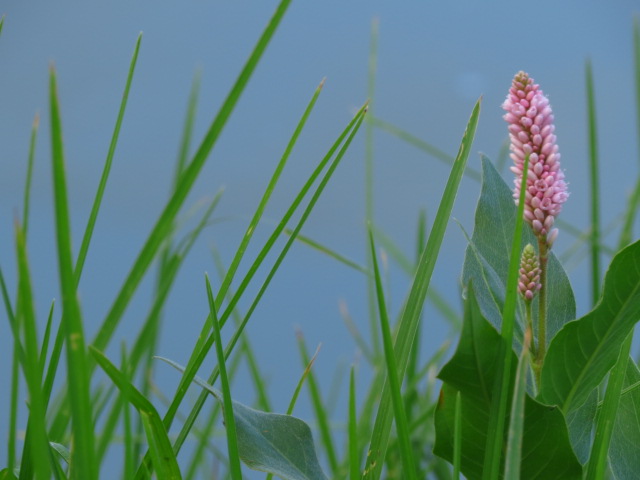 Debo estar viva * Susana&nbsp;Argueta