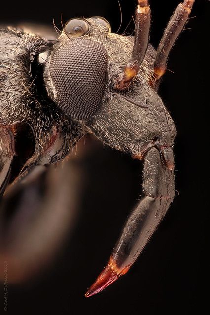 CORONAVIRUS II − Eduardo Ramírez&nbsp;Moyano