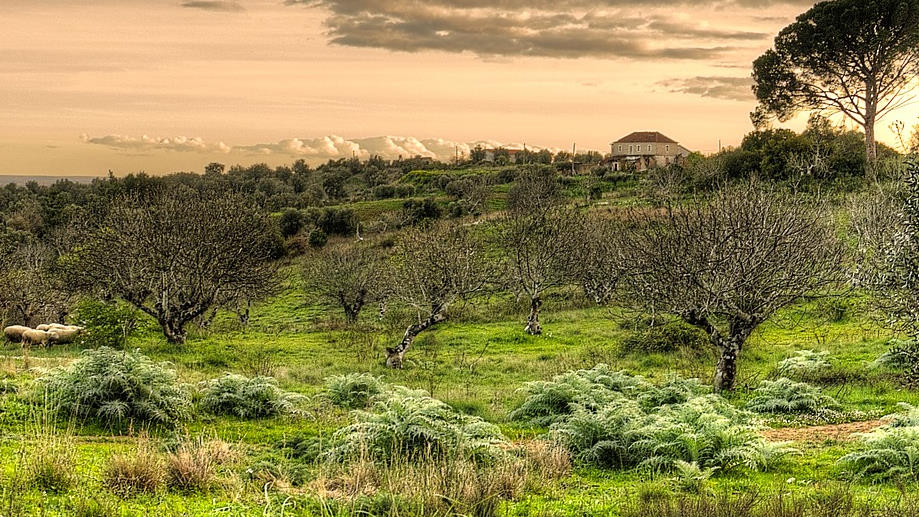 Entomología inversa – Daniel Olivares Viniegra