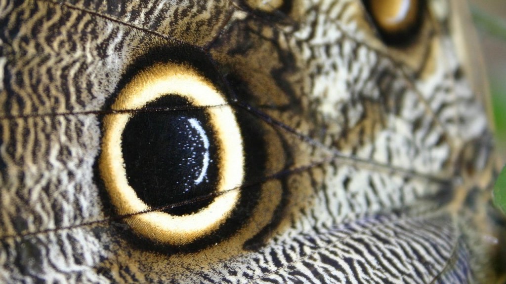 Cápsula de tiempo – Daniel Olivares Viniegra