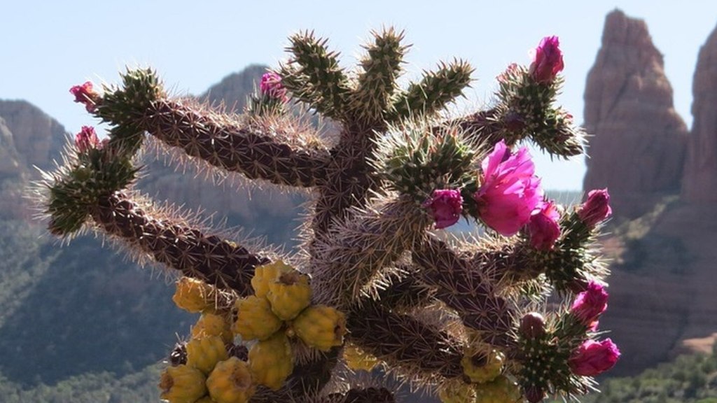 Próximo distante  – Daniel Olivares&nbsp;Viniegra