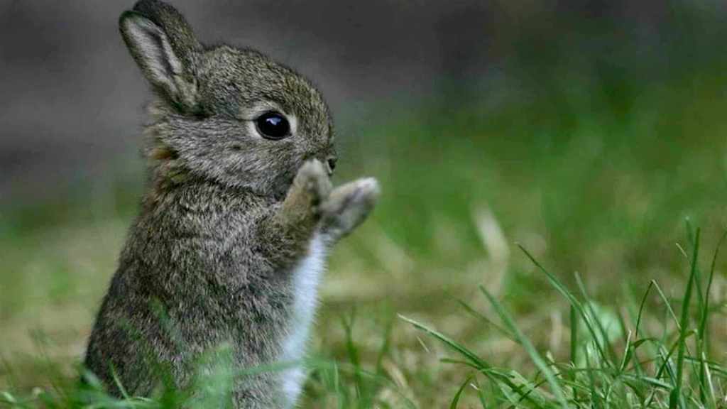 Antipoema con… ejo  – Daniel Olivares&nbsp;Viniegra