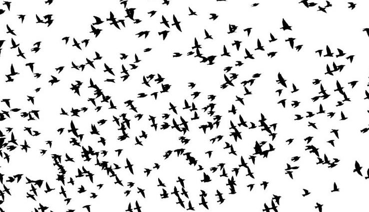 Más que una leyenda –Daniel Olivares&nbsp;Viniegra–