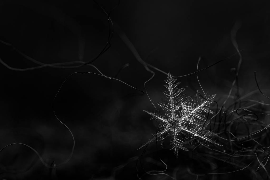 Haiku en el paralelo cero | Bryan Freire