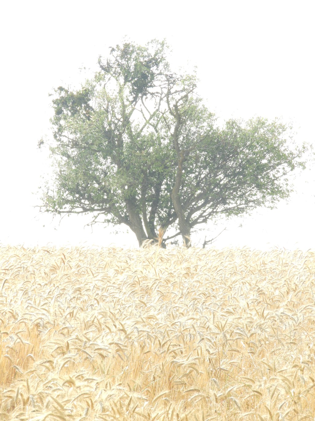 Camino a mí * Susana&nbsp;Argueta