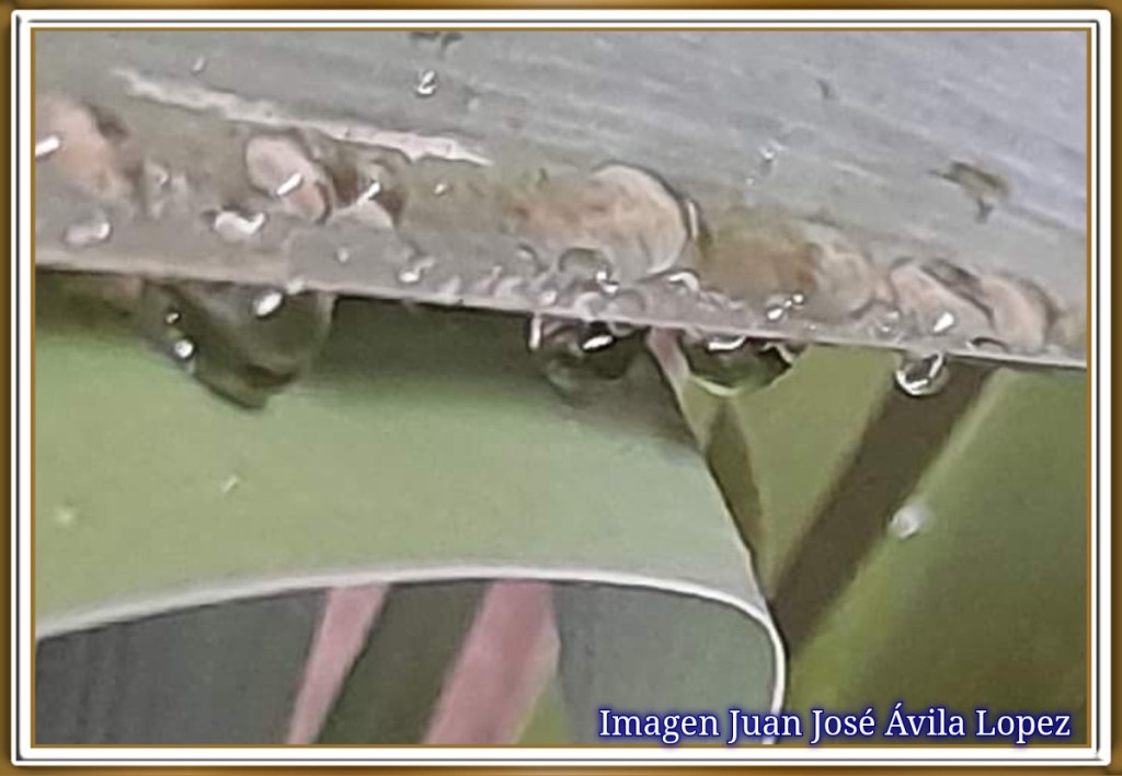 INMOLACIÓN/Remedios G. Tenza