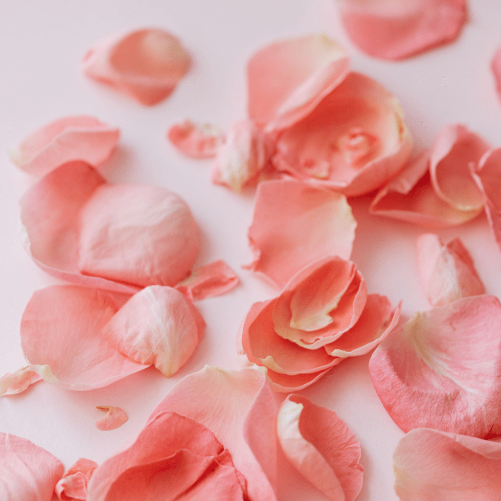 Petalos caídos | Alejandra&nbsp;Graciela