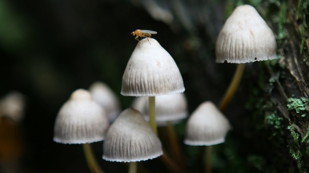 Retórica aplicada VIII – Daniel Olivares&nbsp;Viniegra