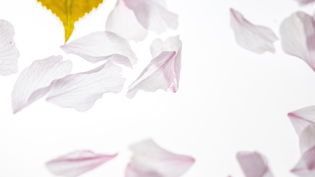 Maravillosa Utopía – Alejandra&nbsp;Graciela