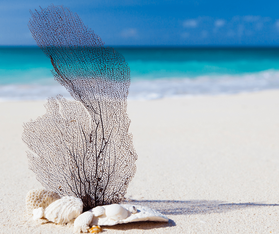 Como ser la plantita en la orilla del mar –Carmen&nbsp;Morgan