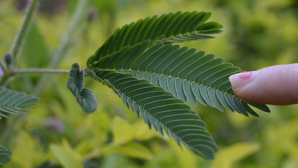 Retórica aplicada XXXVI – Daniel Olivares Viniegra