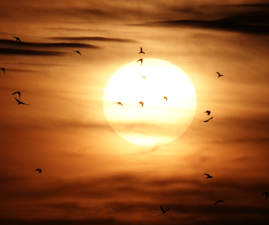 Ícaro – Alejandra&nbsp;Graciela