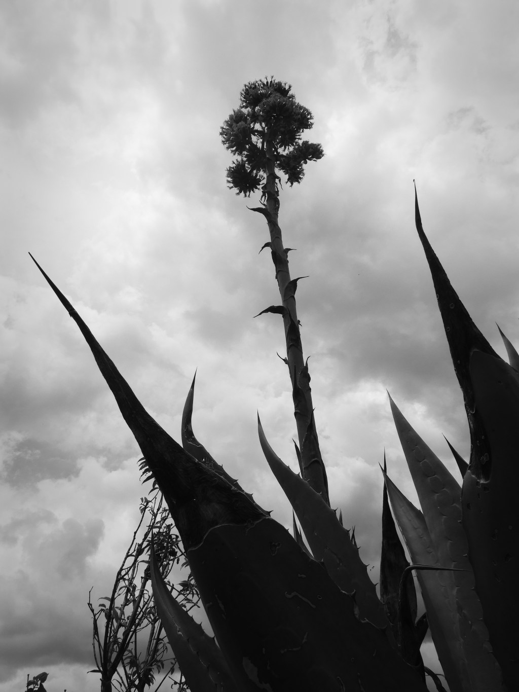 Tintura de voz – Susana&nbsp;Argueta