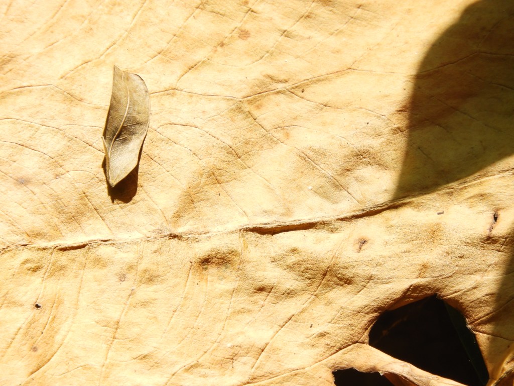 ¡Maten a la poesía! – Susana&nbsp;Argueta