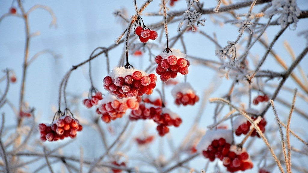 Gourmet diletante – Daniel Olivares&nbsp;Viniegra