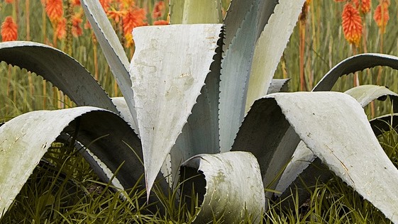 Antipoema pulcoso – Daniel Olivares&nbsp;Viniegra