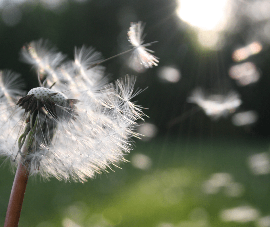 Recuerdo al viento – Jos López