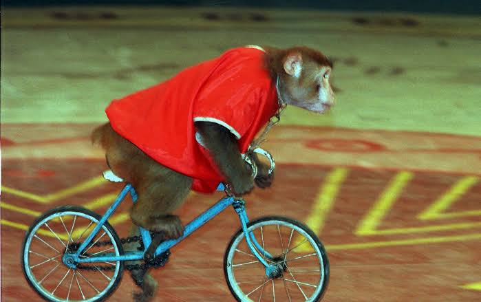 Trompo a la uña – Daniel Olivares&nbsp;Viniegra