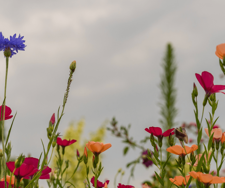 Los colores de tu ausencia – Olivia&nbsp;Justo