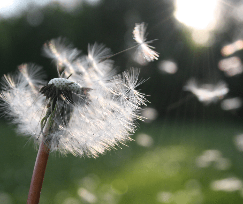 Amo despeinarte – Olivia&nbsp;Justo