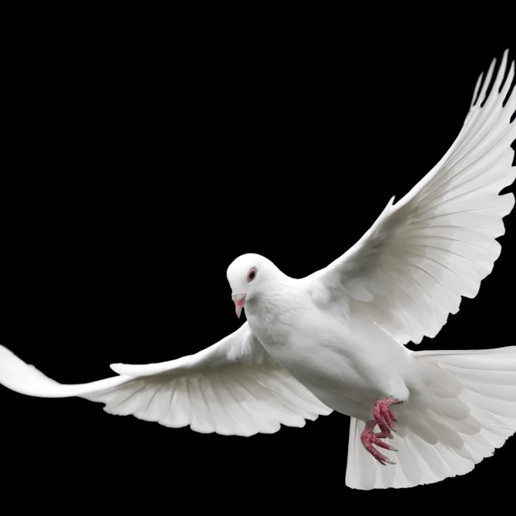 Extendiendo tus alas – Olivia&nbsp;Justo